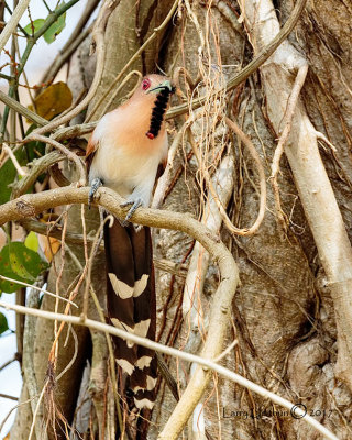 Squirrel Cuckoo