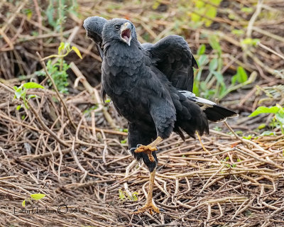 Great Black Hawk