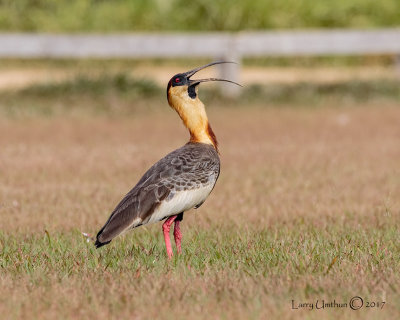 Buff-necked Ibis