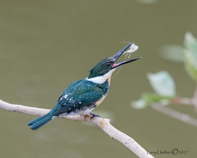 Amazon Kingfisher