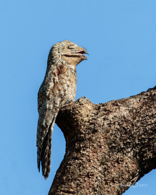 Great Potoo