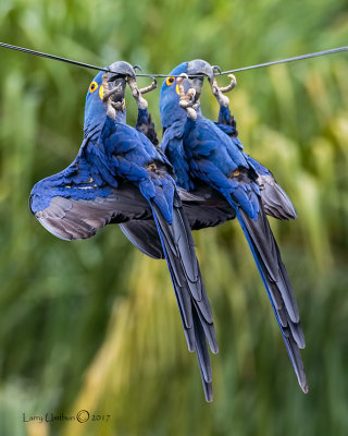 Hyacinth Macaws hanging on a phone line