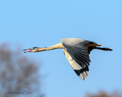 Whistling Heron