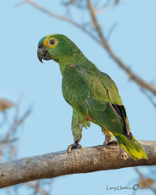 Turquoise-fronted Amazon