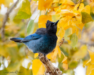 Steller's Jay