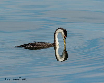 Western Grebe