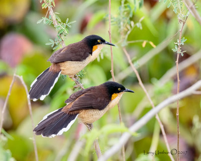 Black-capped Donacobius