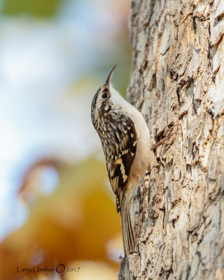 Brown Creeper