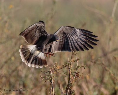 Snail Kite