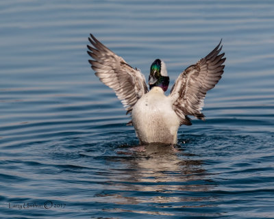 Bufflehead