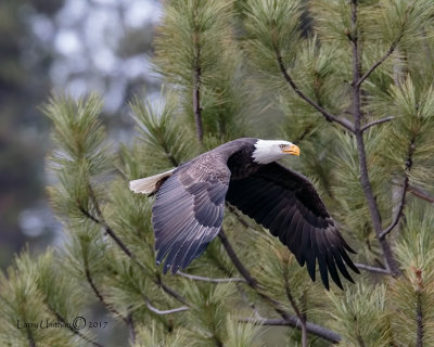 Bald Eagle