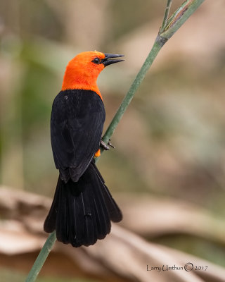 Scarlet-headed Blackbird