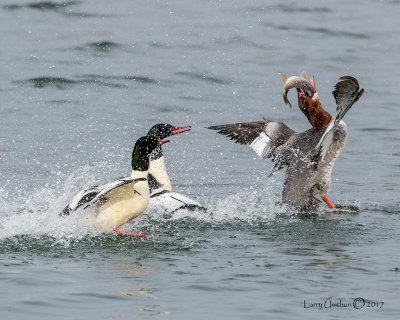 Common Mergansers