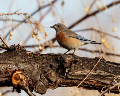 Western Bluebird (female)