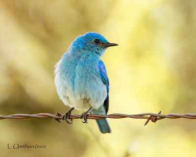 Mountain Bluebird