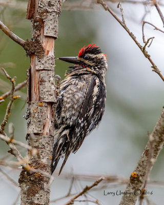 Red-naped Sapsucker