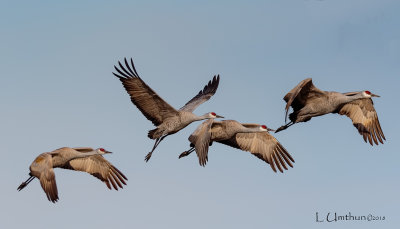 Sandhill Cranes