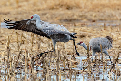 Sandhill Cranes