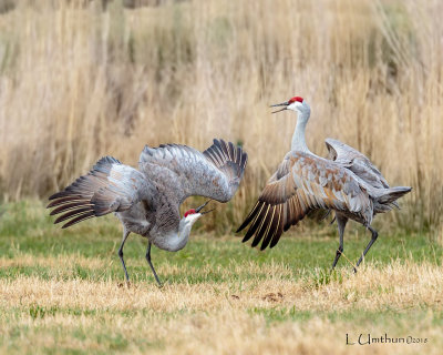 Sandhill Cranes