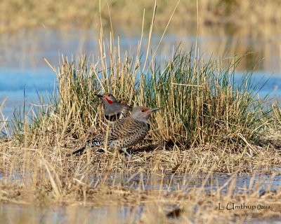 Northern Flickers