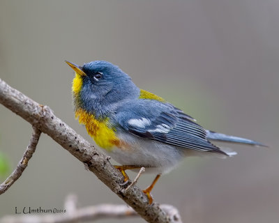 Northern Parula