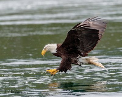 Bald Eagle