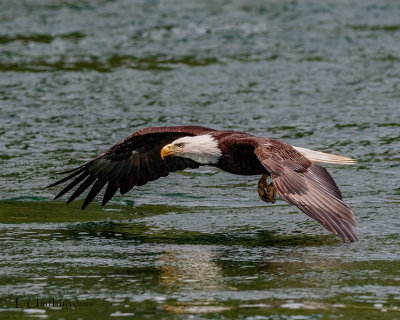 Bald Eagle