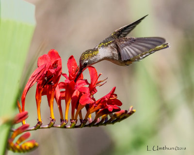 Black-chinned Hummingbird