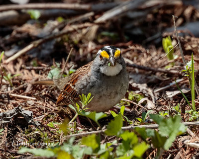 White-throated Sparrow