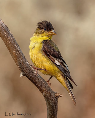 Lesser Goldfinch