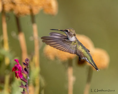 Rufous Hummingbird