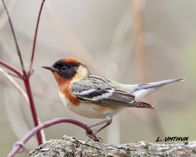 Bay-breasted Warbler