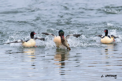 Common Mergansers