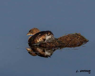 Pied-bill Grebe