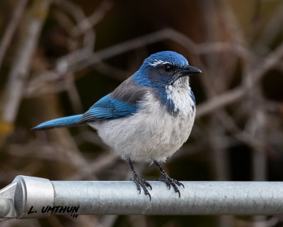 California Scrub-Jay