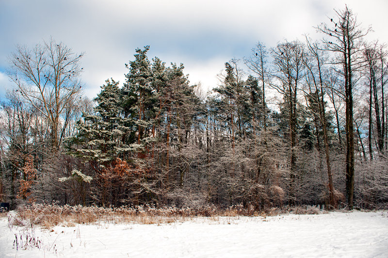 The Forest Wall