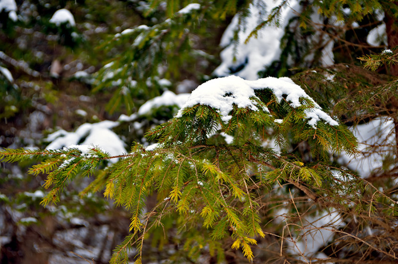 Green Spruce Needles