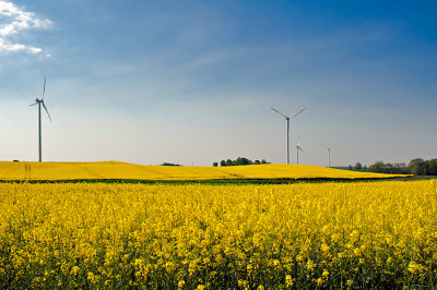 Landscape With Windmills