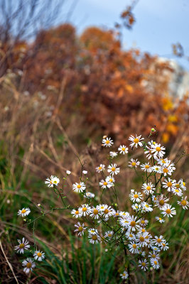 Seasonal Bloom