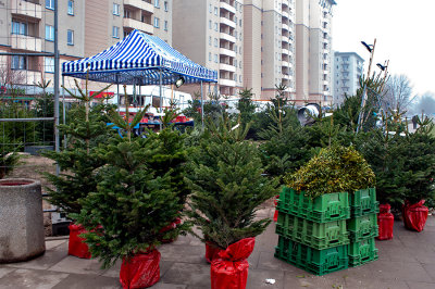 Spruce Trees And Mistletoe