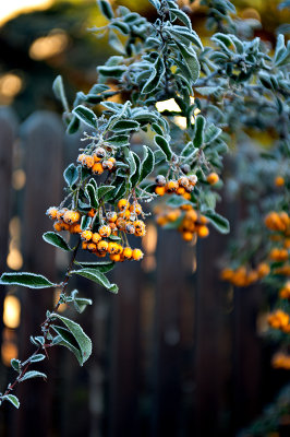 Frozen Berries