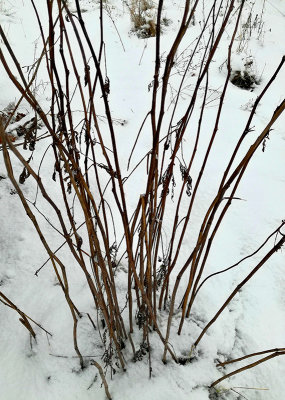 Twigs In The Snow