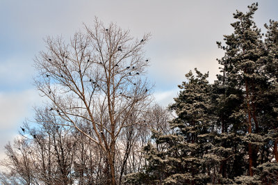 The Birds