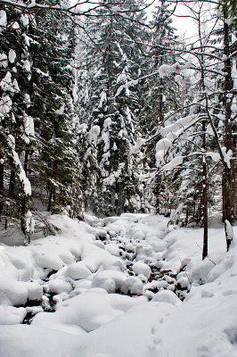 Winter In The Forest