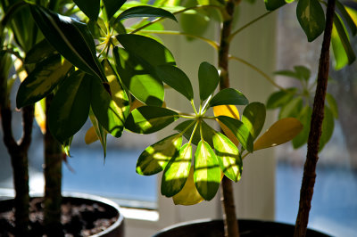Sunny Plants