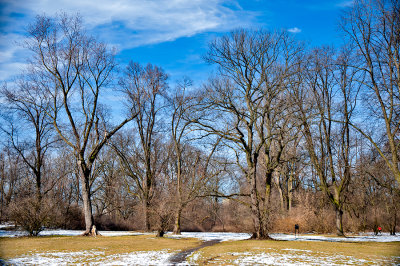 Trees In The Park