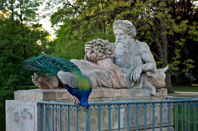 A Peacock On The Sculpture