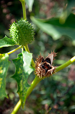 Datura Stramonium