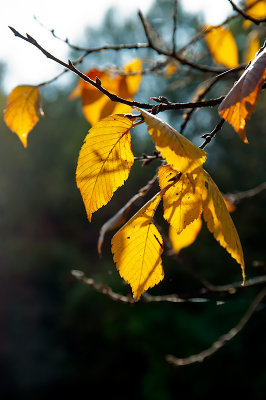 Backlit