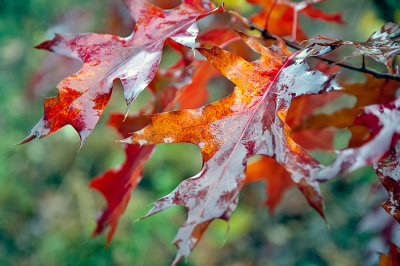 Wet Leaves